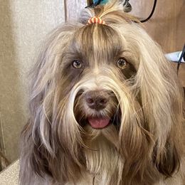 Perry - Havanese