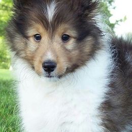 "Dexter" Shetland Sheepdog Puppies from Acres Flats Shelties