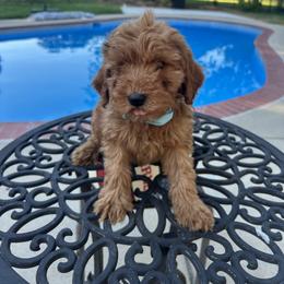 Erick - Red  male Goldendoodle puppy in Mint Hill, North Carolina from DoodleForever