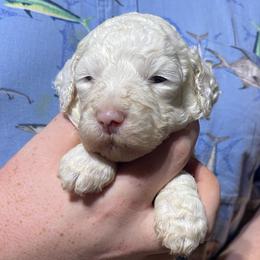 Pink collar - Cream male Goldendoodle puppy in Mc Cook, Nebraska from Powers Doodles
