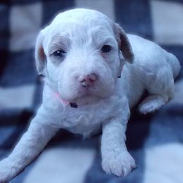 Indigo - Goldendoodle puppy from Shelby Doodles