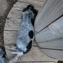 Bluetick Coonhound Puppies from Candra Bessent