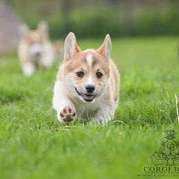 Pink Girl - Red female Pembroke Welsh Corgi puppy in Penobscot, Maine from Corgi Bliss Pembroke Welsh Corgis