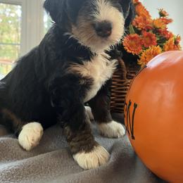 Bernedoodle Puppies from B'doodle