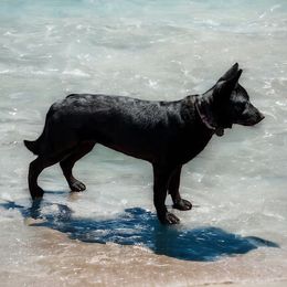 Autumn - German Shepherd