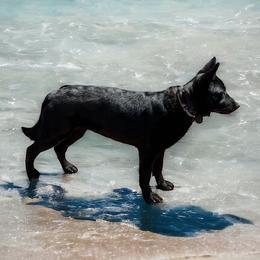 Autumn - German Shepherd