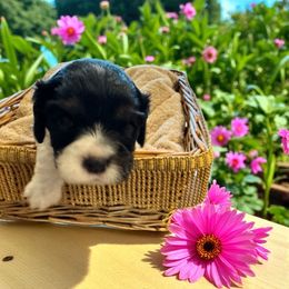 Frederick - Tri-color male Cavalier King Charles Spaniel puppy in Anaheim Hills, California from Coulombe Puppy’s