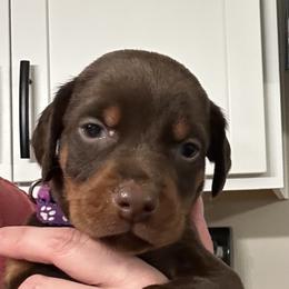 Dark Purple collar female - Red and rust female Doberman Pinscher puppy in Madison, Indiana from Jensen Dobermans and Dachshunds