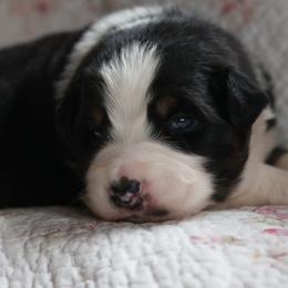 Countdown - Black tri-color male Australian Shepherd puppy in Noxon, Montana from MITIN Aussies AKC Standard Australian Shepherds