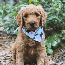Goldendoodles from Lovable Goldendoodles