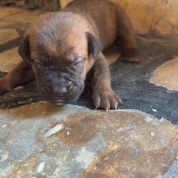 Blue Collar Male - Chestnut brindle male Cane Corso puppy in Jasper, Alabama from C&M Cane Corso