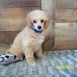 Goldendoodle and Poodle Puppies from Golden B Acres