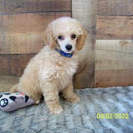Goldendoodle and Poodle Puppies from Golden B Acres