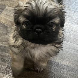 Full AKC - Charlie - Fawn sable male Pekingese puppy in Pennsylvania from Triple I Pekes