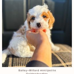 Joe - Parti male Goldendoodle puppy in New Harmony, Indiana from Cottonwood Farms