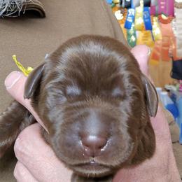 Yellow boy - Chocolate male Labrador Retriever puppy in Sioux City, Iowa from Brown Dog Acres