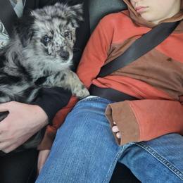Bluey - Australian Shepherd