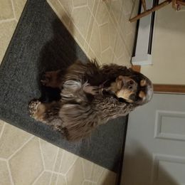 Pixie - Cocker Spaniel