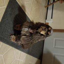 Pixie - Cocker Spaniel