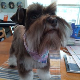 Miniature Schnauzers from Bailey's Irish Cream