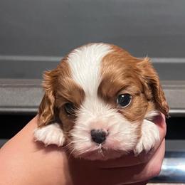 Boy1 - Blenheim male Cavalier King Charles Spaniel puppy in Graysville, Tennessee from Country Goldens and Mountain Top Cavaliers