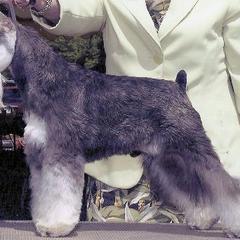 Miniature Schnauzer All Grown Up from Kathy Rager's Miniature Schnauzers