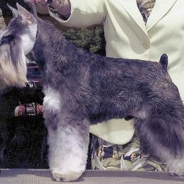 Miniature Schnauzer All Grown Up from Kathy Rager's Miniature Schnauzers