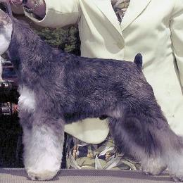 Miniature Schnauzer All Grown Up from Kathy Rager's Miniature Schnauzers