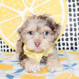 Liam - Tri-color male Cavapoo puppy in Rattan, Oklahoma from Double M Cocker Spaniels