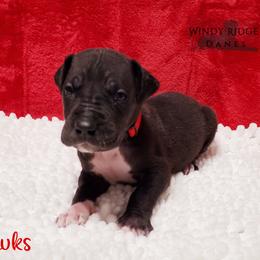 Great Dane Puppies from Windy Ridge Danes