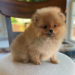 Boy 1 - Orange sable male Pomeranian puppy in Hot Springs, Arkansas from Pomeranian Empire