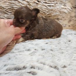 Chocolate, tan, white 2 - Chocolate male Chihuahua puppy in Richmond, Virginia from Breens