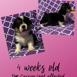 Yoshi - Black and tan female Pembroke Welsh Corgi puppy in Dickinson, Texas from Careaga Farms