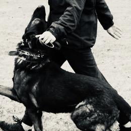 German Shepherds from Z Tykev Vino LLC