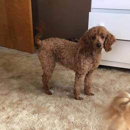 Holly - Poodle