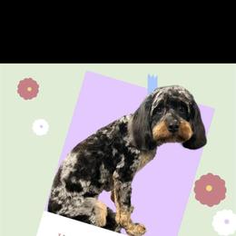 Molly - Cavapoo