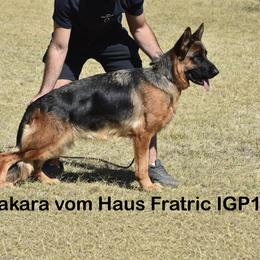 Bakara - German Shepherd