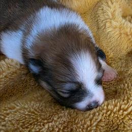 Sophia - Tri-colored female Pomeranian puppy in Cleveland, Tennessee from Deborah's Darlings