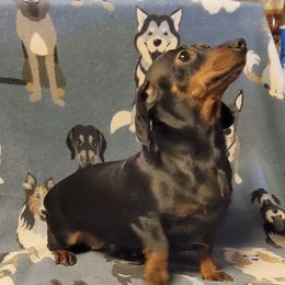 Rosie - Dachshund