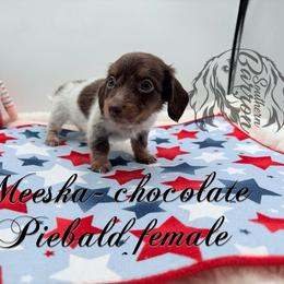 Meeska - Dapple female Dachshund puppy in Prairieville, Louisiana from Southern Barron Danes & Dachshunds