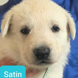 Girl 3 - White female German Shepherd puppy in Tonopah, Nevada from Mercy's White Shepherds