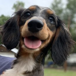 Uma - Dachshund