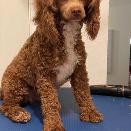Garnet - Poodle