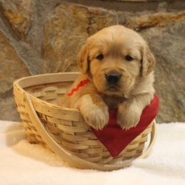 Golden Retriever Puppies from Double Down Retrievers