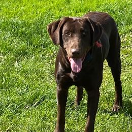 Rip - Labrador Retriever