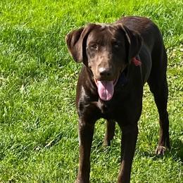 Rip - Labrador Retriever