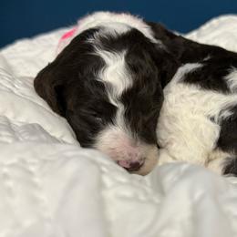 Girl 2 - Parti female Goldendoodle puppy in Ashford, Alabama from Blue Collar Kennel