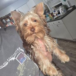 Maple - Yorkshire Terrier