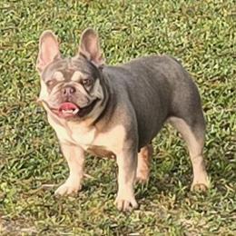 Pita - French Bulldog