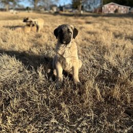 Anatolian Shepherd Dog and Havanese Puppies from Home with Havanese